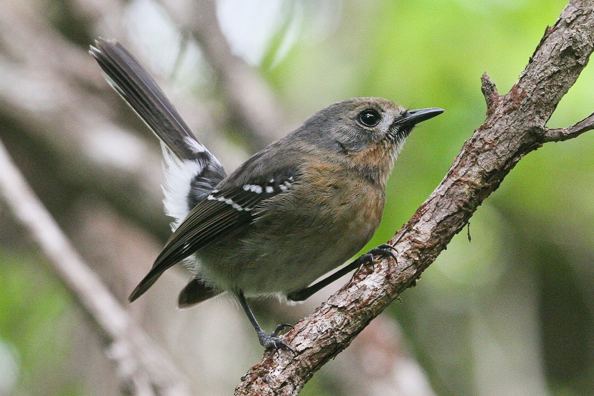 Kauai Elepaio - Eric VanderWerf