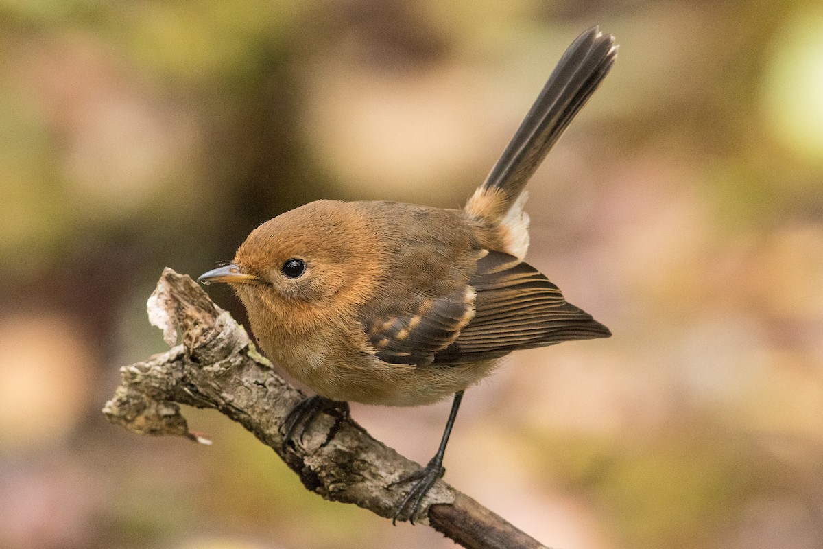 Kauai Elepaio - Eric VanderWerf