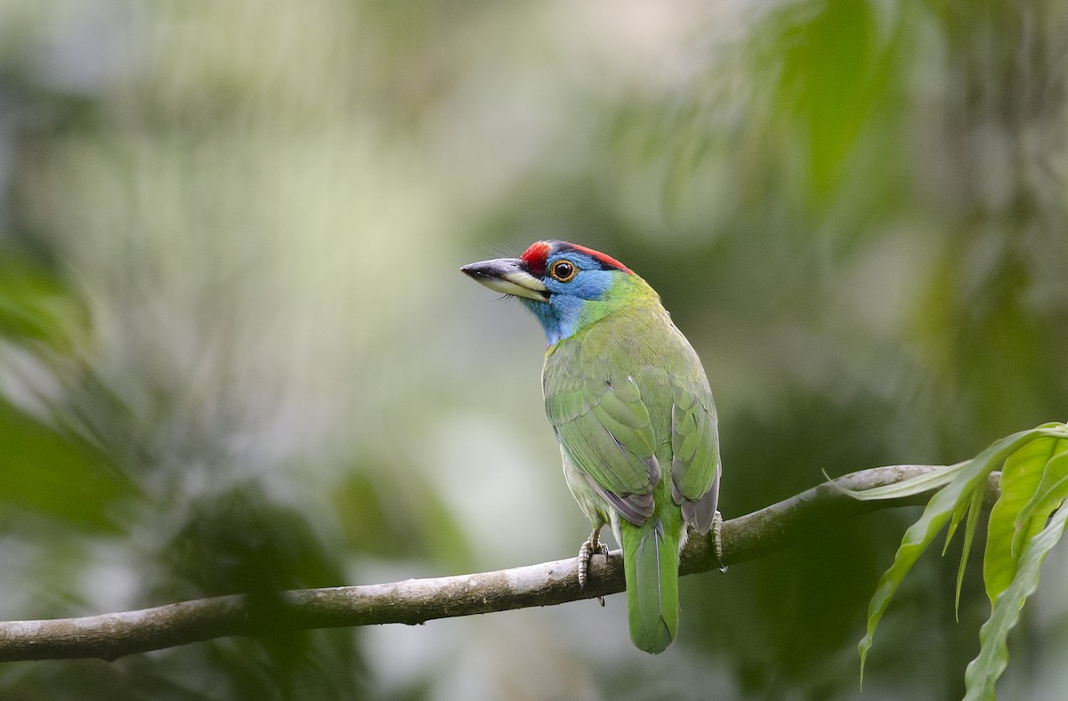 Blue-throated Barbet - ML88488071