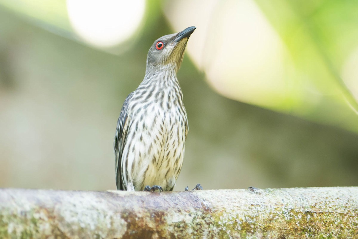 Asian Glossy Starling - ML88489551