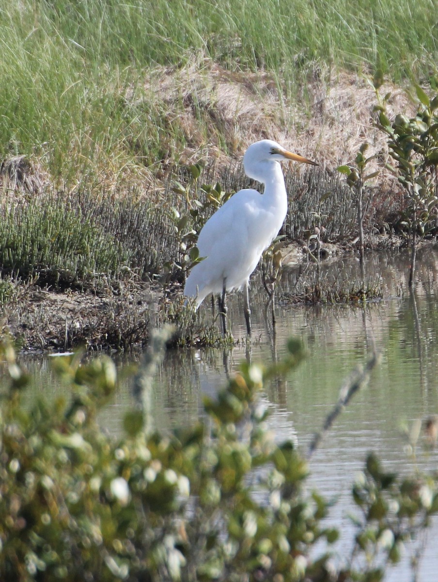 Great Egret - ML88489811