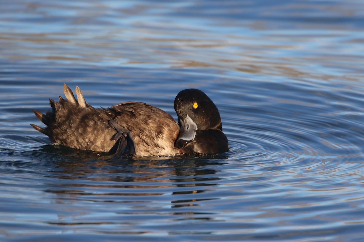 New Zealand Scaup - ML88489861