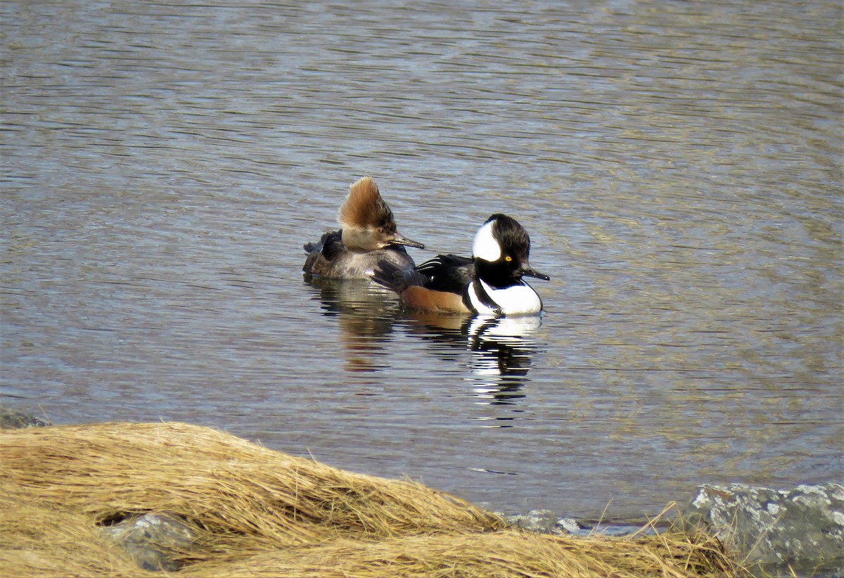 Hooded Merganser - ML88490041