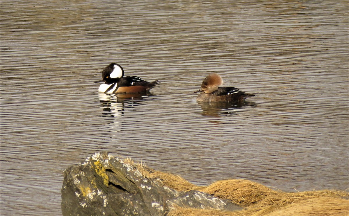 Hooded Merganser - ML88490051