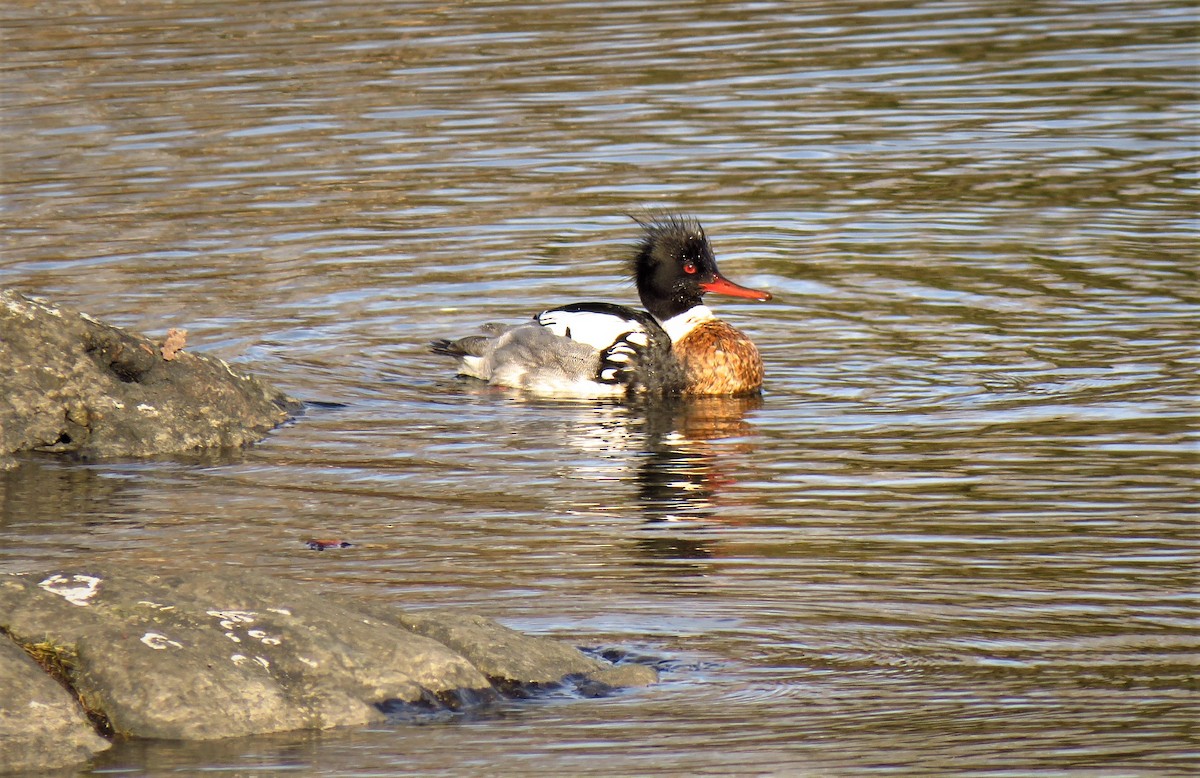 Red-breasted Merganser - ML88490111