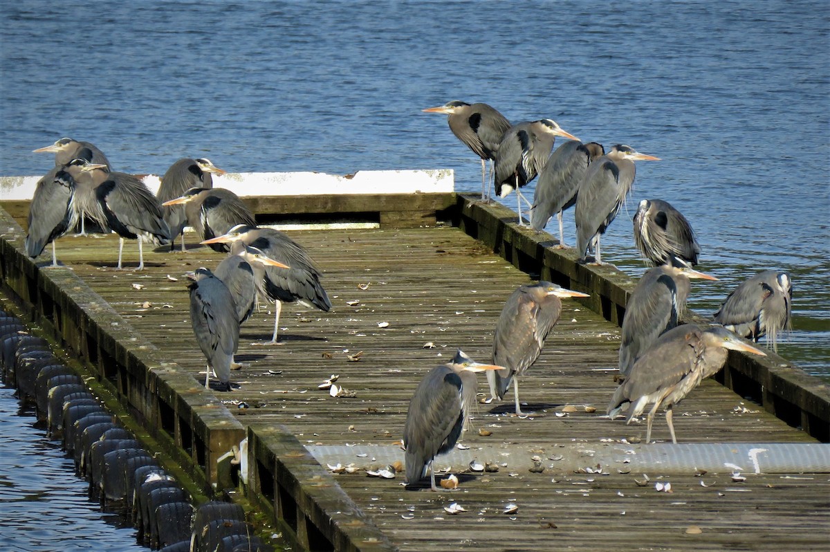 Great Blue Heron - ML88490181