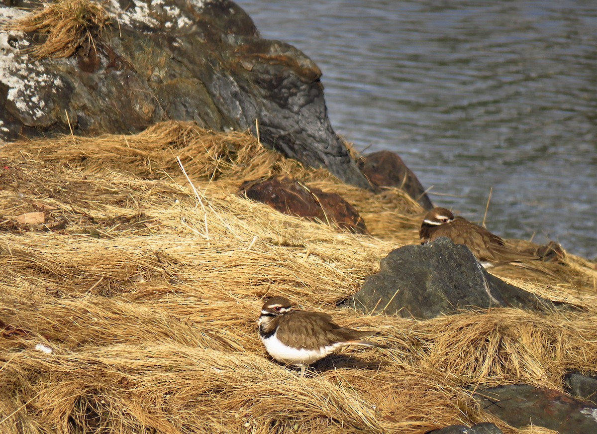 Killdeer - ML88490191