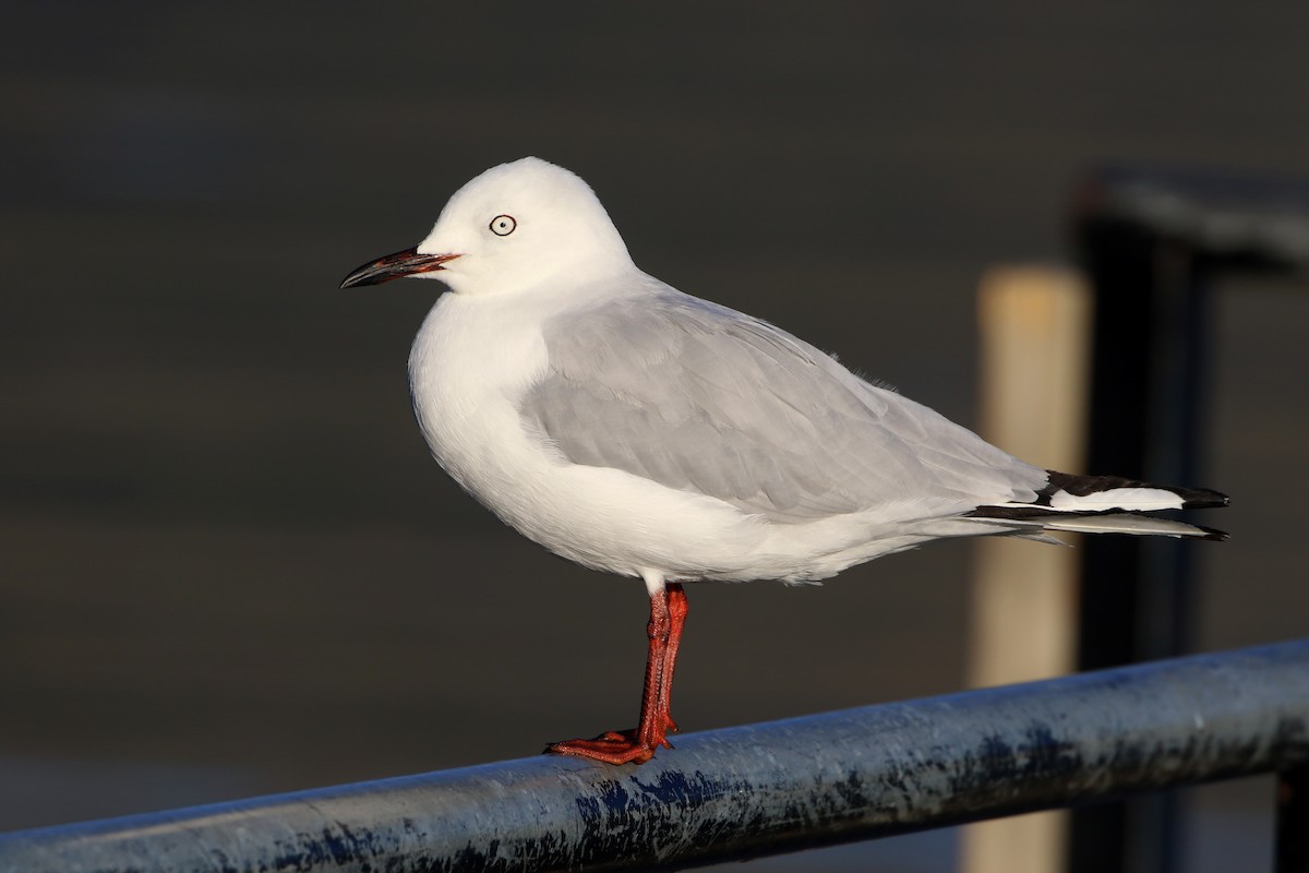Black-billed Gull - Julie Sarna