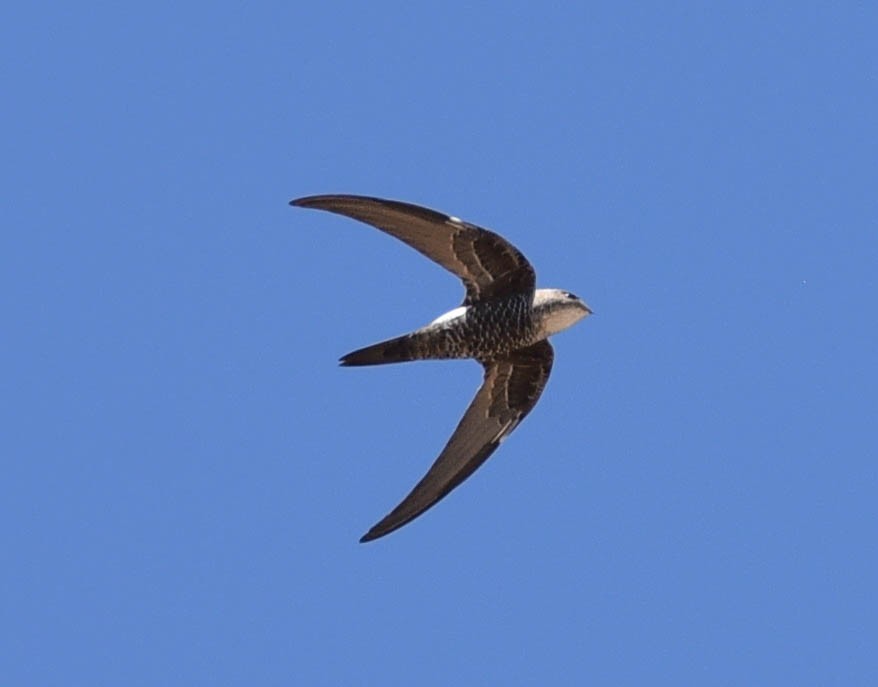 Pacific Swift - ML88490781