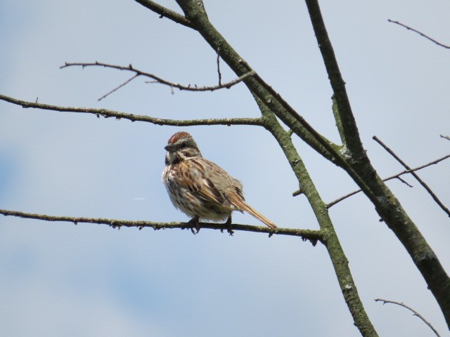 Song Sparrow - Simon Bradfield