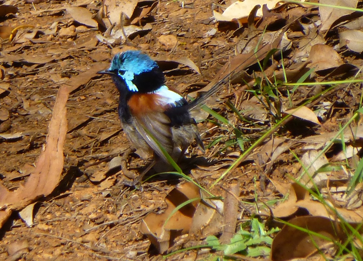 Red-winged Fairywren - ML88490871