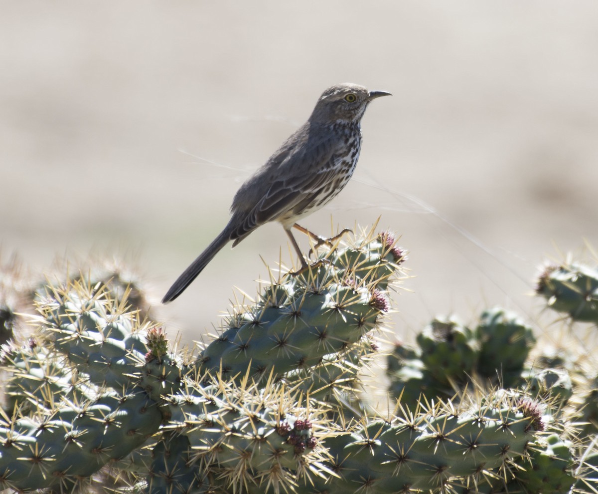 Sage Thrasher - ML88491531