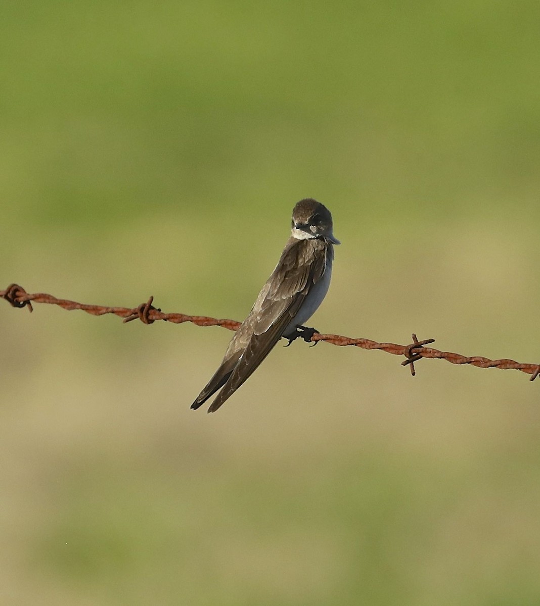 Northern Rough-winged Swallow - ML88491731