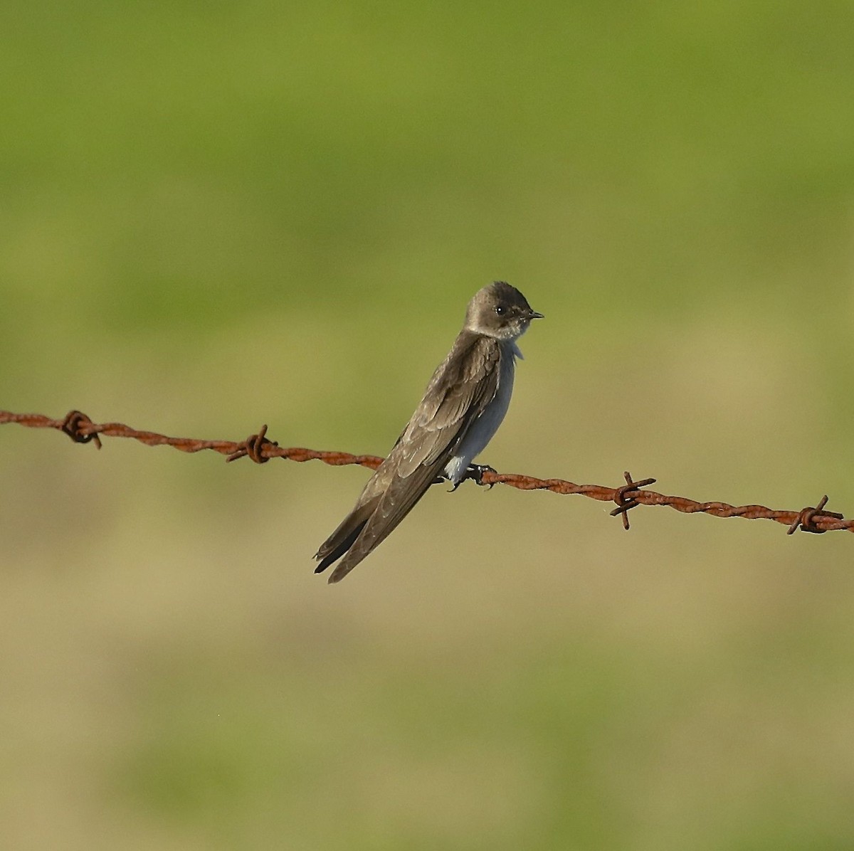 Northern Rough-winged Swallow - ML88491751