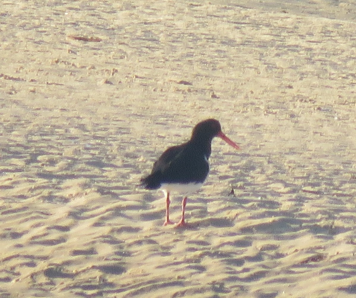 Pied Oystercatcher - ML88492661