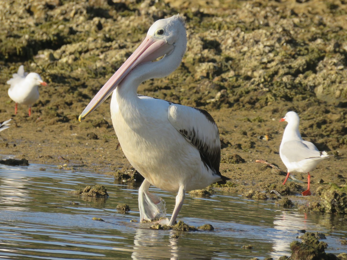 Australian Pelican - ML88492681