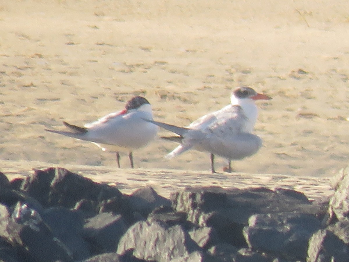 Caspian Tern - ML88492691