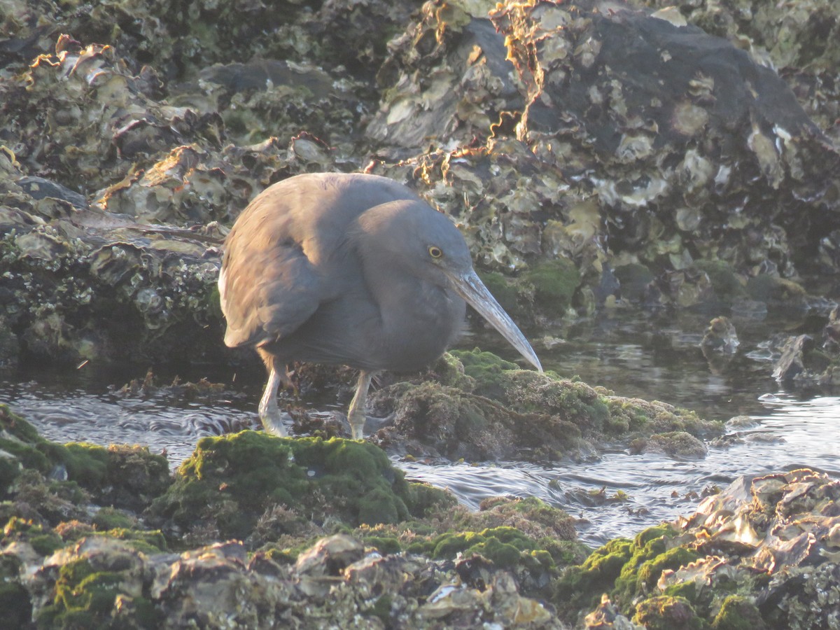 Pacific Reef-Heron - ML88492751