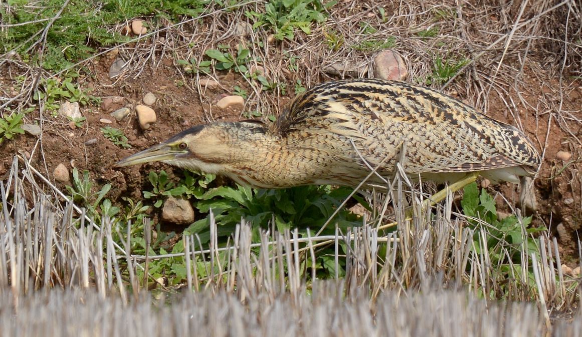 Great Bittern - ML88492771