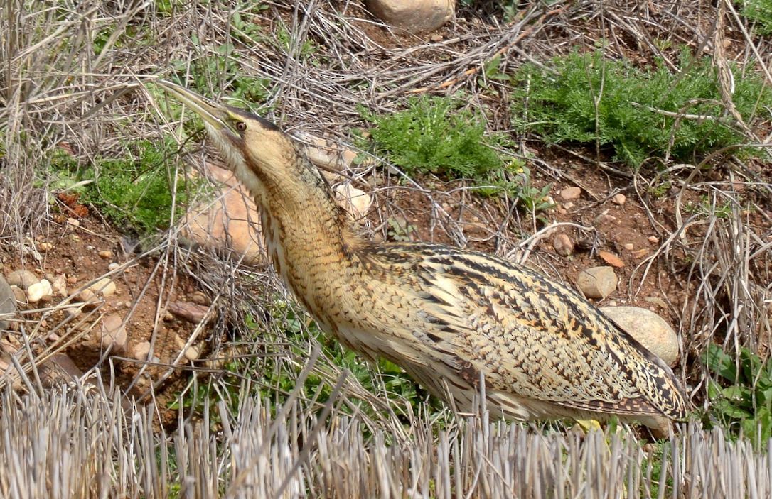 Great Bittern - ML88492781