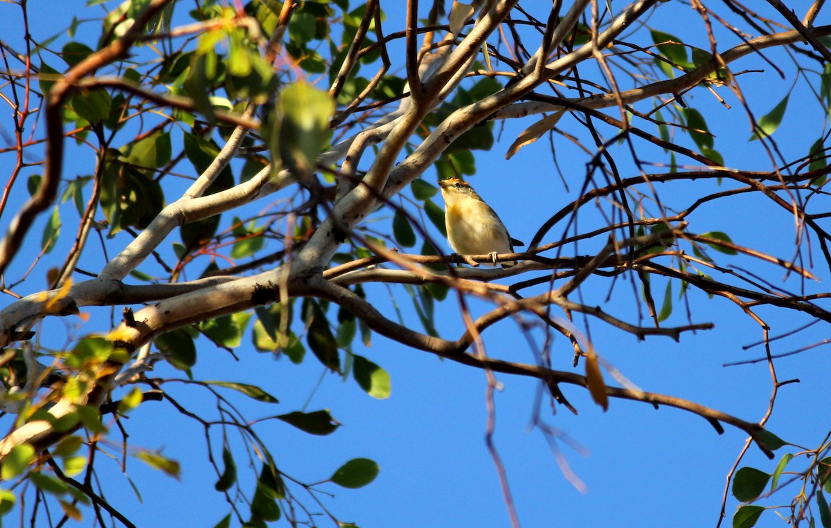 Rotbrauen-Panthervogel - ML88493631