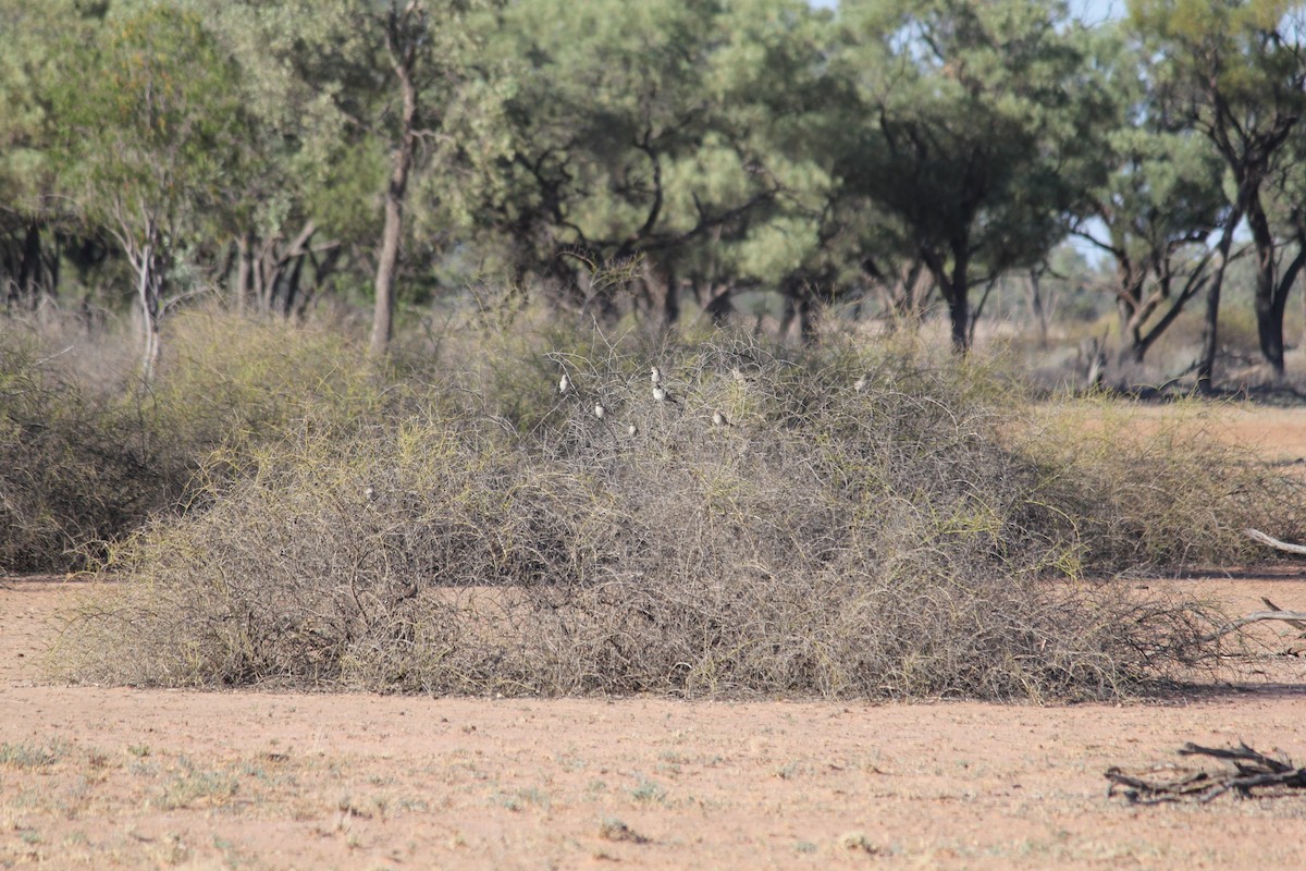 Chirruping Wedgebill - ML88494721