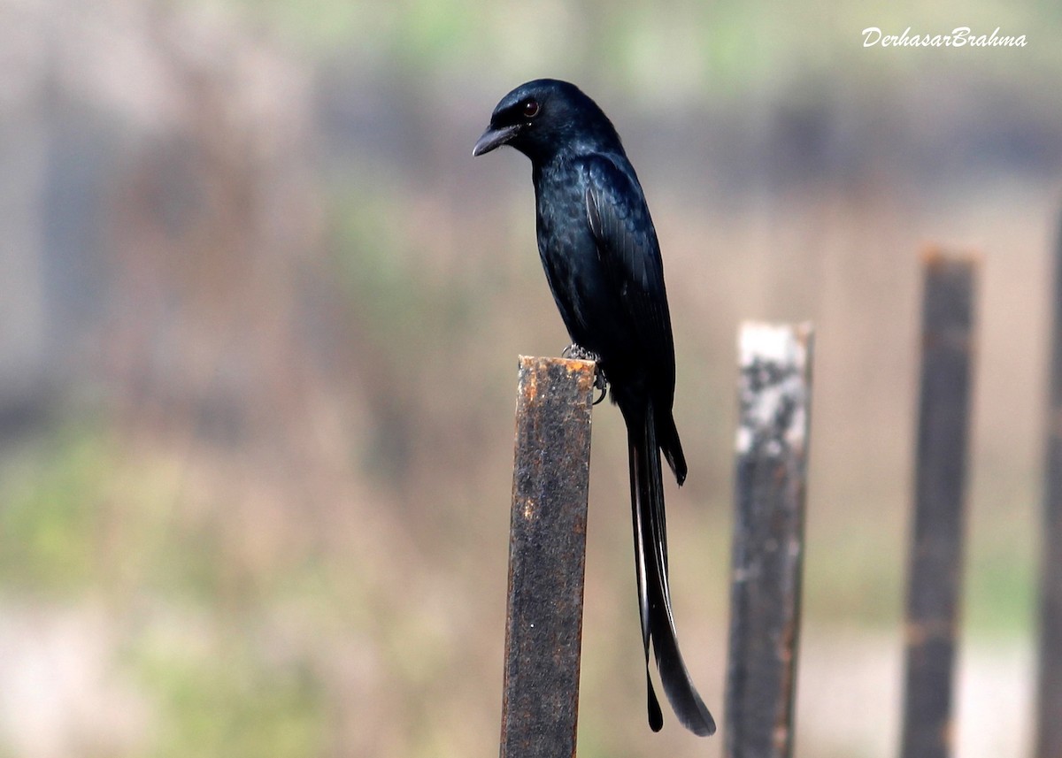 Black Drongo - Derhasar Brahma