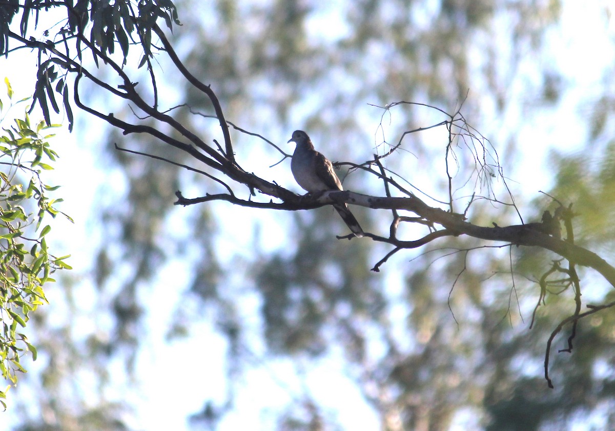 Bar-shouldered Dove - ML88495031