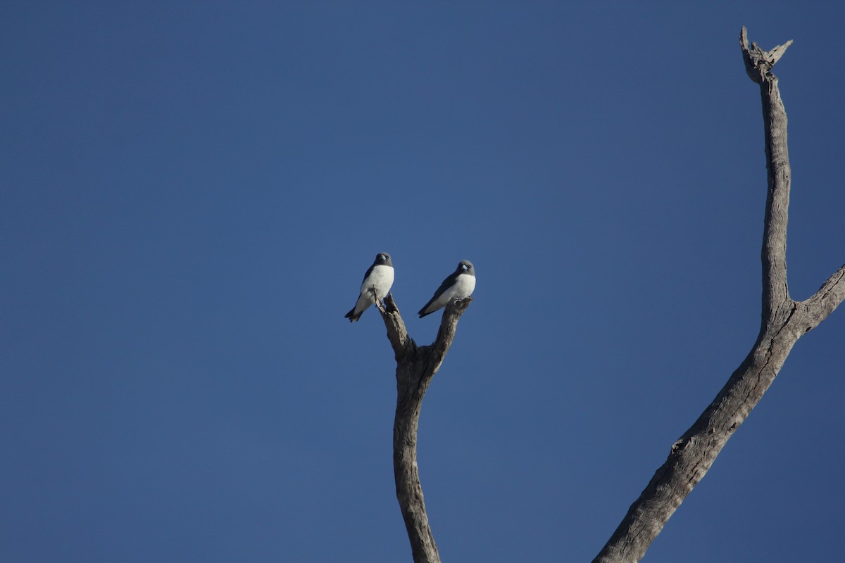 White-breasted Woodswallow - ML88495131