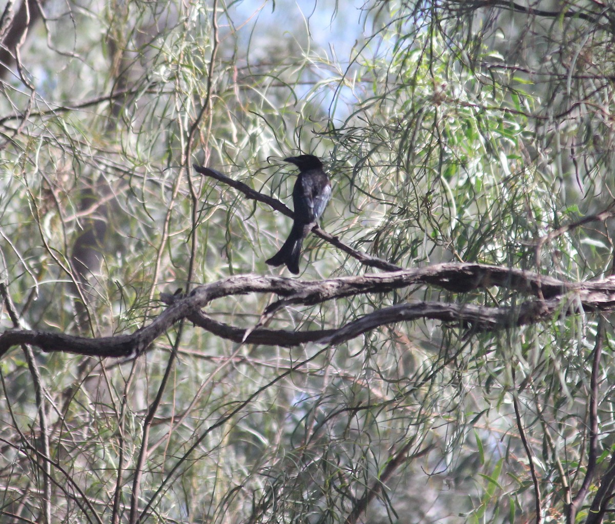 Spangled Drongo - ML88495401