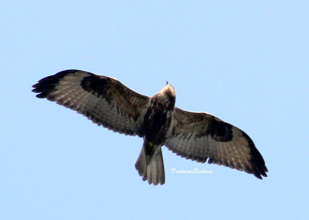 Himalayan Buzzard - ML88496051