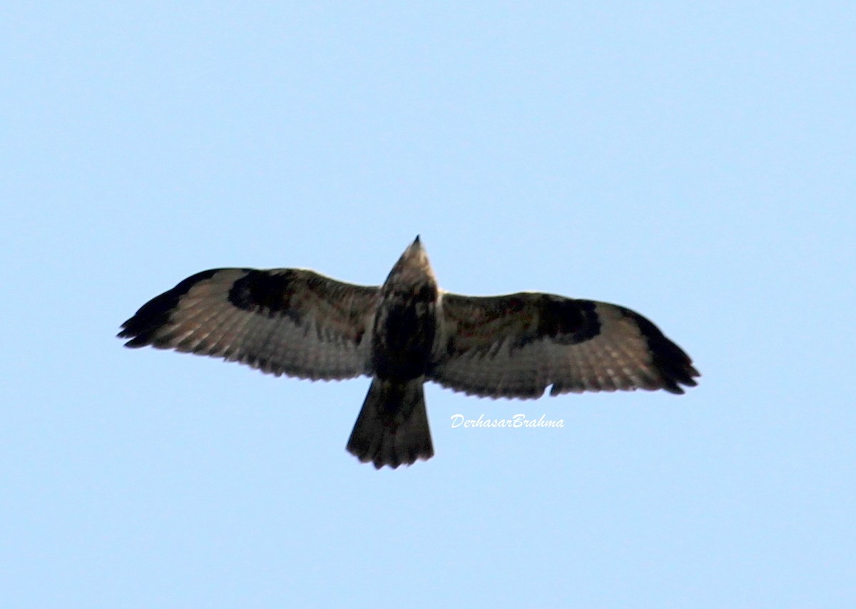 Himalayan Buzzard - ML88496071