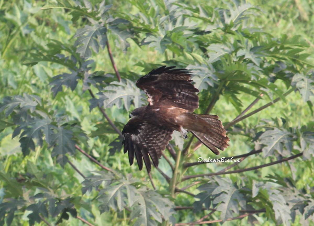 黑鳶 - ML88496211