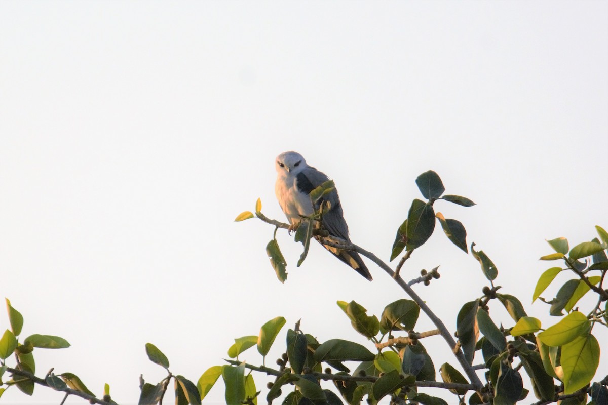 Black-winged Kite - ML88496651