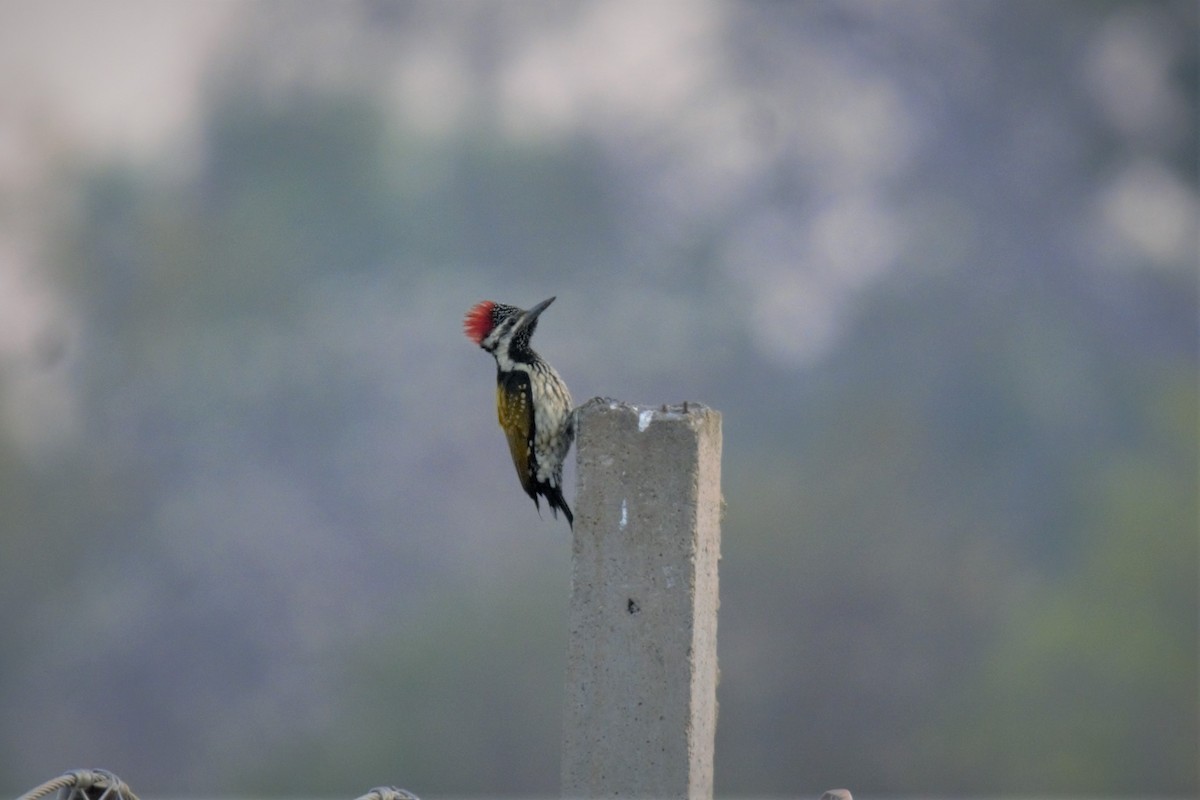 Black-rumped Flameback - ML88496721