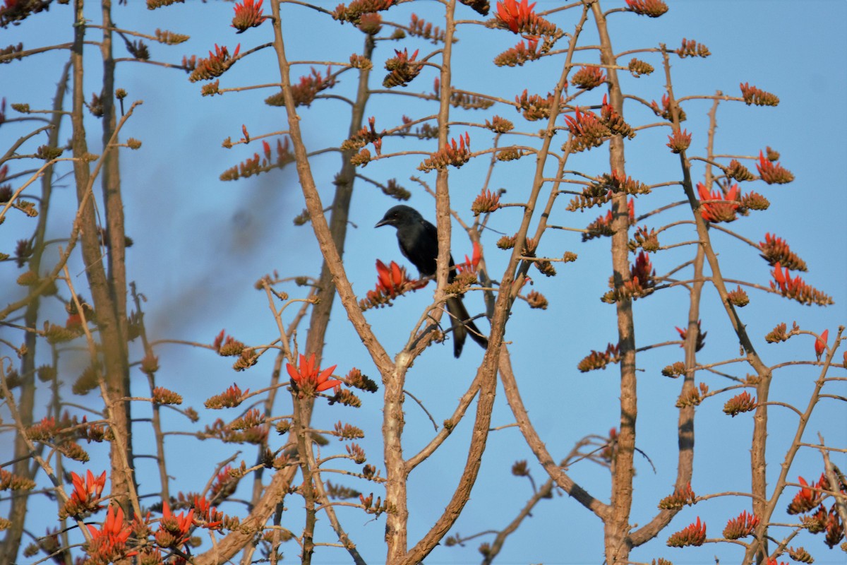 Kül Rengi Drongo - ML88496781