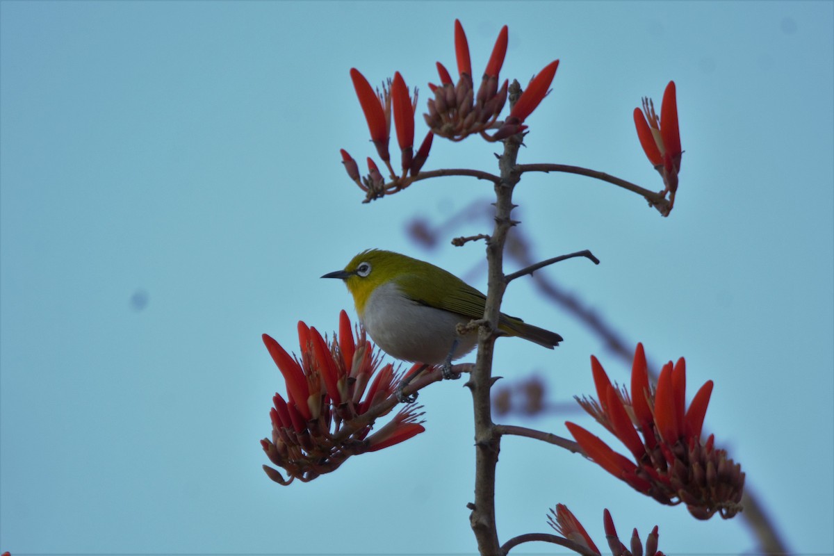 Indian White-eye - Prem Prakash Garg