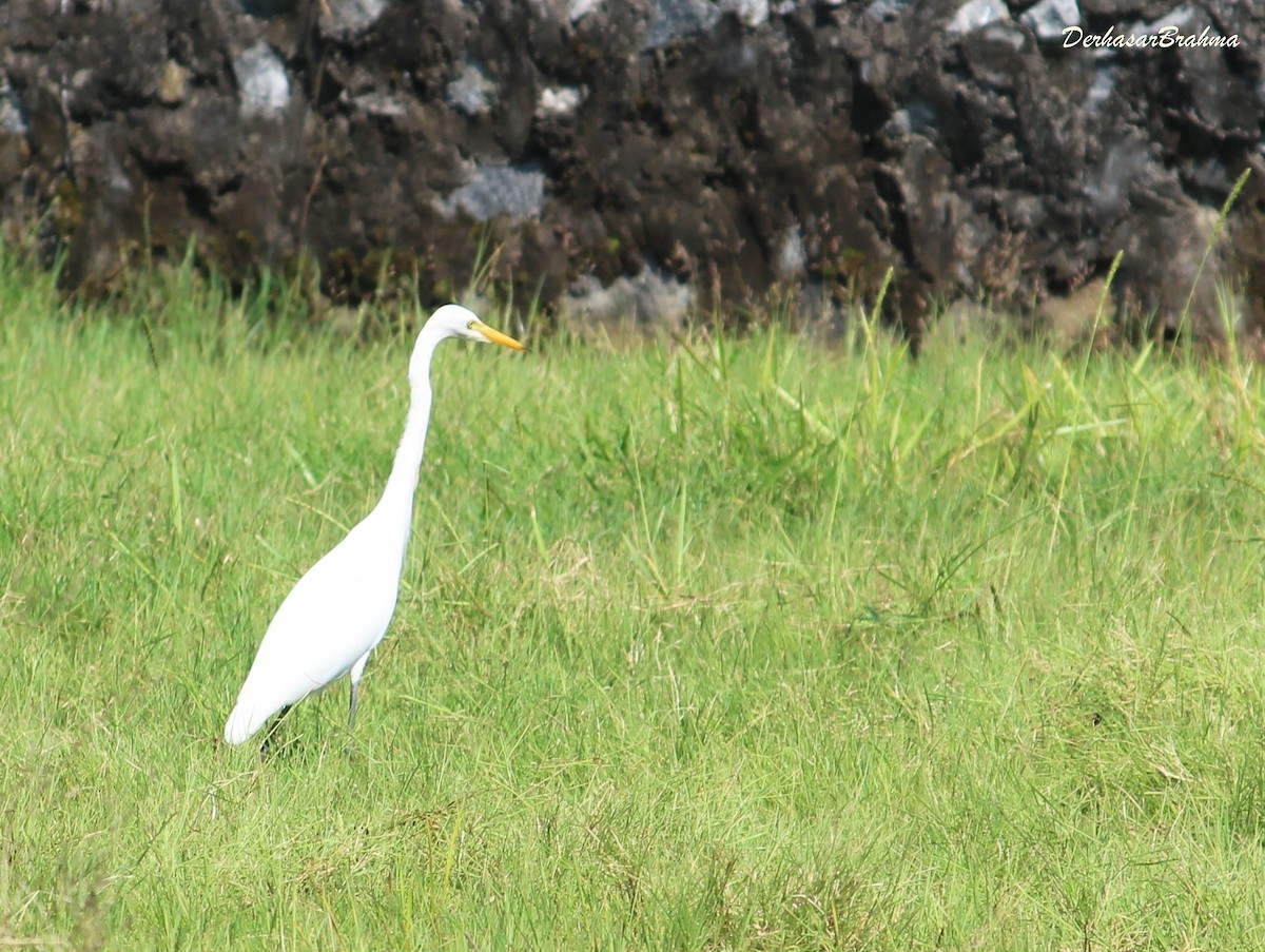 Medium Egret - Derhasar Brahma