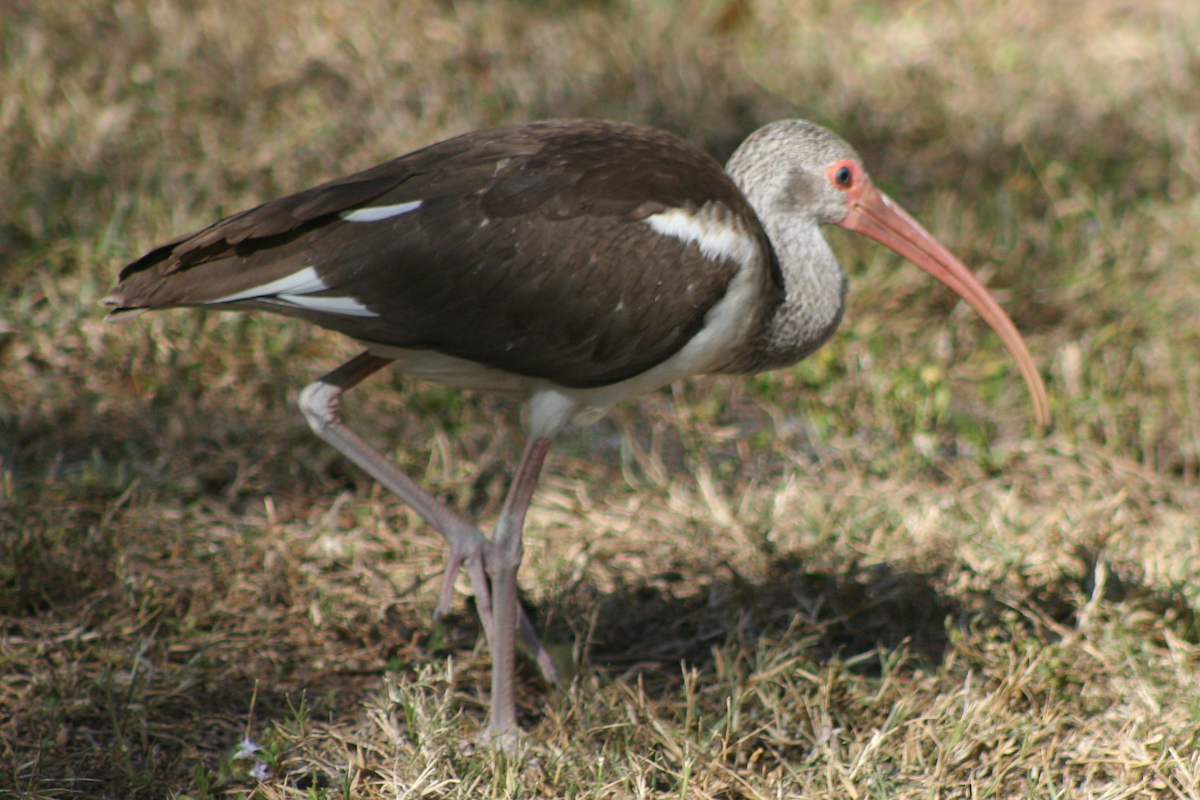 White Ibis - ML88497351