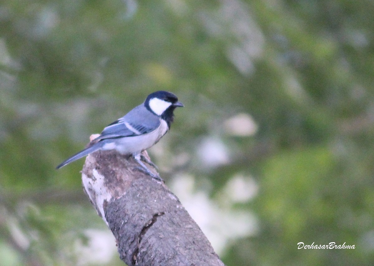 Cinereous Tit - ML88497561