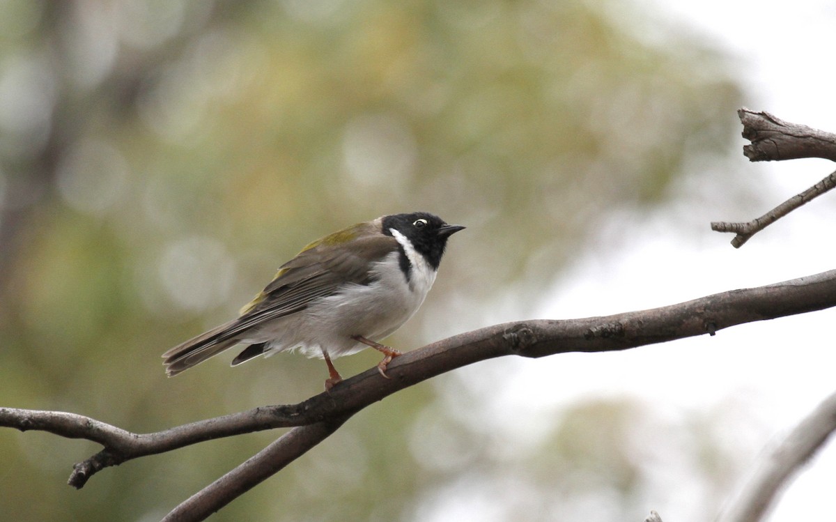 Black-headed Honeyeater - ML88497611