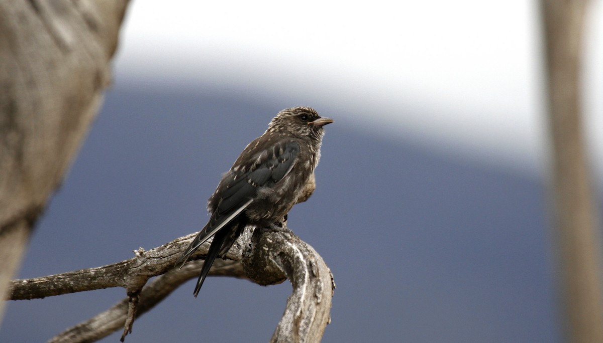 Dusky Woodswallow - ML88497671