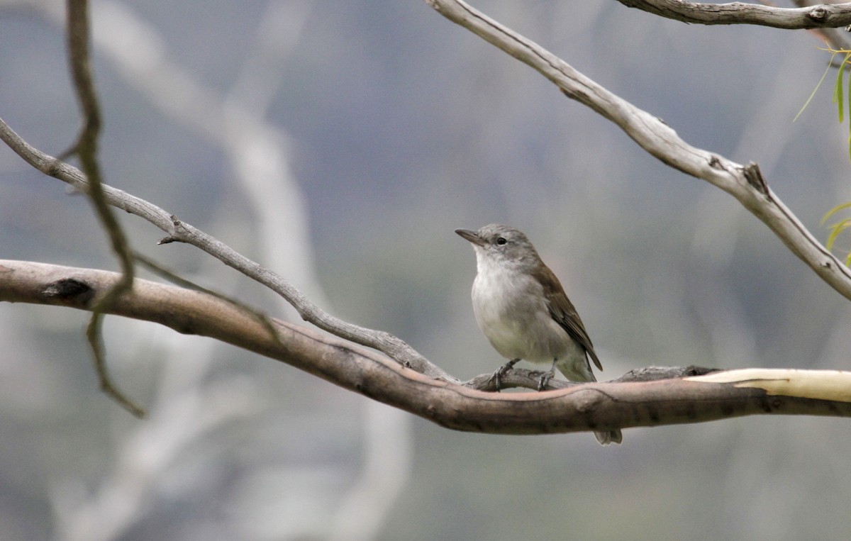 Gray Shrikethrush - ML88497701