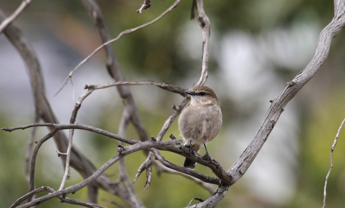 Dusky Robin - ML88497731