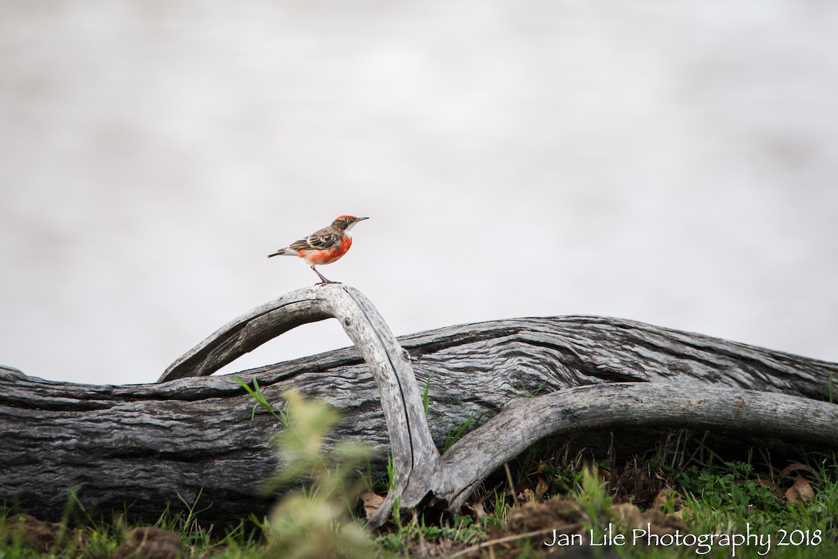 Crimson Chat - ML88497831