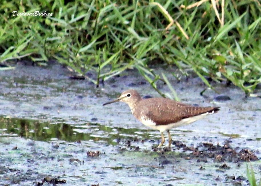 Green Sandpiper - ML88498551