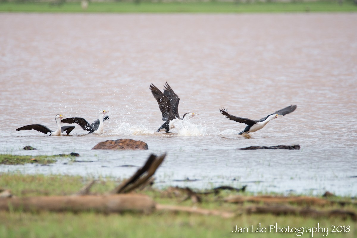 Pied Cormorant - ML88498661