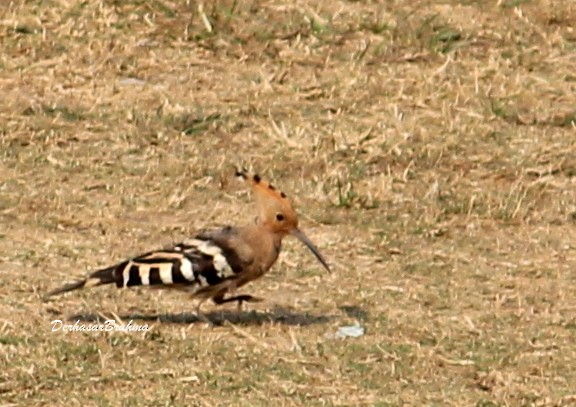 Eurasian Hoopoe - ML88499211