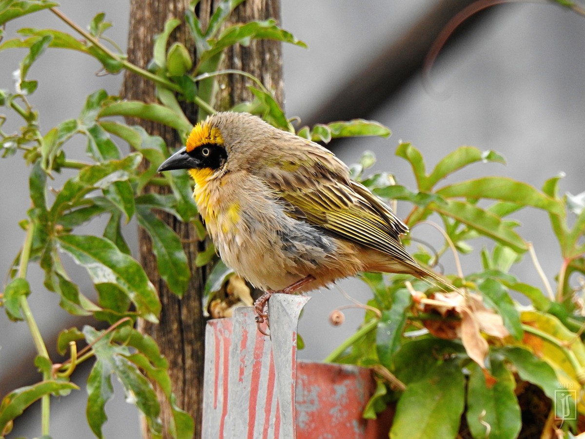 Baglafecht Weaver - Joshua Smolders