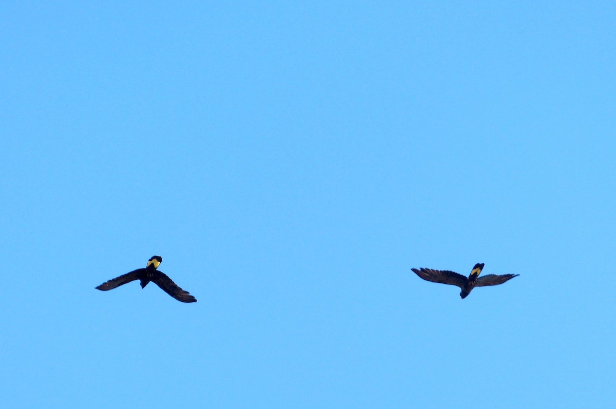 Yellow-tailed Black-Cockatoo - ML88499381